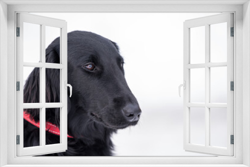 Fototapeta Naklejka Na Ścianę Okno 3D - Hundeportrait schwarzer Familienhund