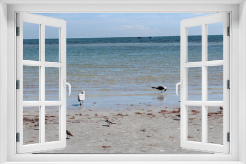 Fototapeta Naklejka Na Ścianę Okno 3D - two birds on a sandbar