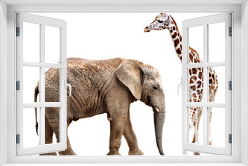 Fototapeta Naklejka Na Ścianę Okno 3D - giraffes with elephant isolated on white