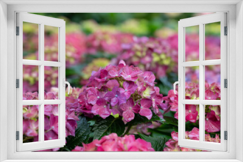 Fototapeta Naklejka Na Ścianę Okno 3D - Selective focus of colorful Hydrangea flowers with natural soft light in the garden.