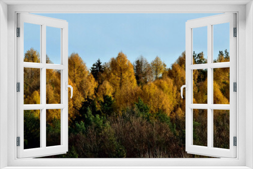 Fototapeta Naklejka Na Ścianę Okno 3D - Kräftige Herbstfarben bei den Lärchen 