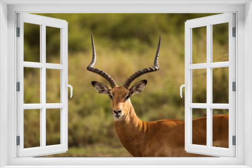 Fototapeta Naklejka Na Ścianę Okno 3D - Closeup of Impala image taken on Safari located in the Serengeti, National park, Tanzania. Wild nature of Africa.