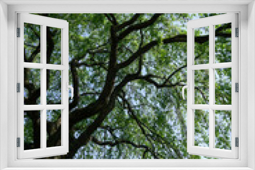 Fototapeta Naklejka Na Ścianę Okno 3D - 若葉で覆われた枝垂れ桜