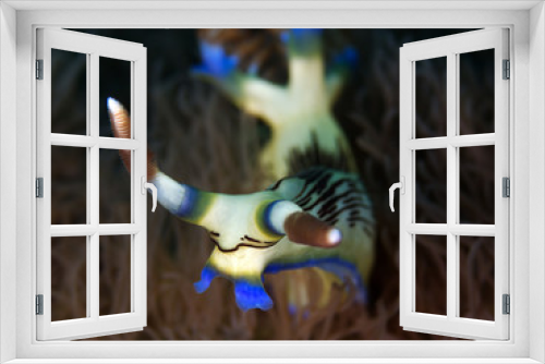 Fototapeta Naklejka Na Ścianę Okno 3D - Sternschnecke (Nembrotha lineolata)
