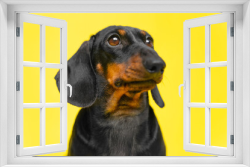 Fototapeta Naklejka Na Ścianę Okno 3D - Portrait of adorable dachshund puppy who obediently sits and looks away, following a command, yellow background, copy space for pets and veterinary advertising, studio shooting