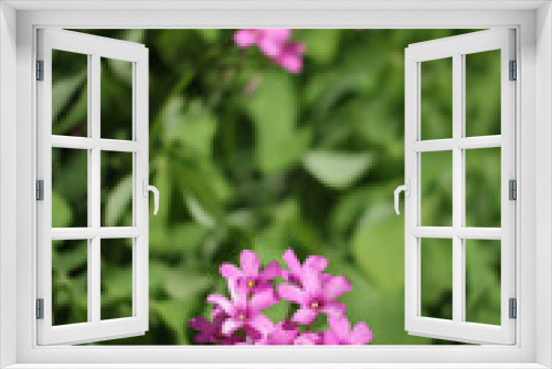 Fototapeta Naklejka Na Ścianę Okno 3D - Oxalis Wood Sorrel With Pink Flowers in Garden