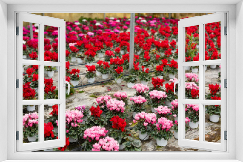 Fototapeta Naklejka Na Ścianę Okno 3D - Houseplants with red flowers cyclamen growing in pots in greenhouse, nobody