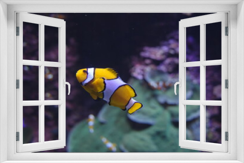Fototapeta Naklejka Na Ścianę Okno 3D - Clown fish in an aquarium