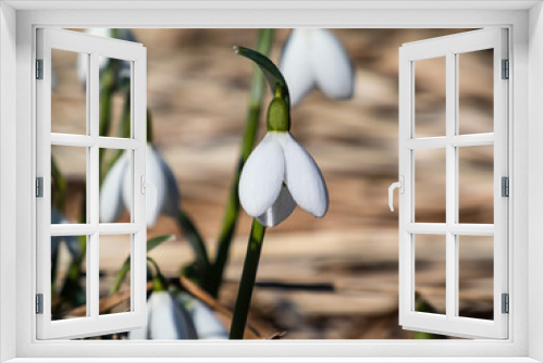 Fototapeta Naklejka Na Ścianę Okno 3D - Close-up of the snowdrops (Galanthus imperati) 'Ginn's Form' with long, elegant flowers and a strong scent with dry grass background in sunlight