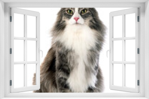 Fototapeta Naklejka Na Ścianę Okno 3D - Norwegian Forest cat