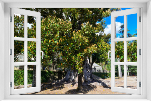 Fototapeta Naklejka Na Ścianę Okno 3D - Großblättrige Feige (Ficus macrophylla) in Coimbra, Portugal