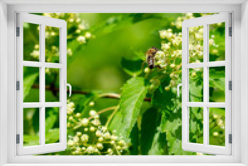 Fototapeta Naklejka Na Ścianę Okno 3D - Bee on Amur Maple