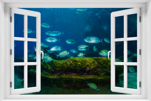 Fototapeta Naklejka Na Ścianę Okno 3D - Underwater photography (a school of fish ) in Bodrum, Muğla TURKEY	