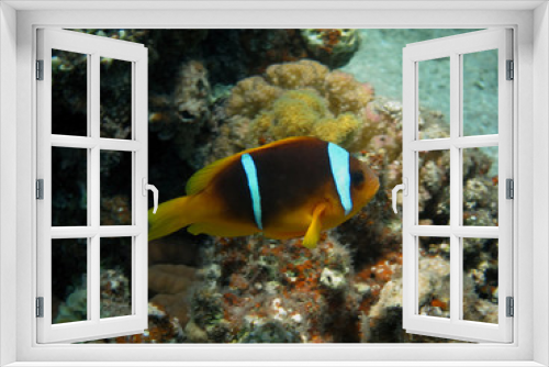 Fototapeta Naklejka Na Ścianę Okno 3D - anemonenfisch seitlich