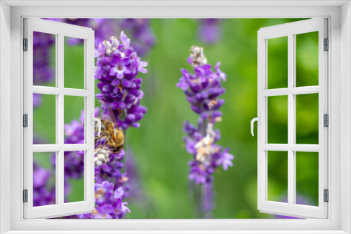 Fototapeta Naklejka Na Ścianę Okno 3D - Close-up of buds of blue lavender