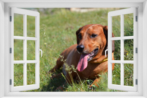 Fototapeta Naklejka Na Ścianę Okno 3D - Happy dachshund lying in the grass