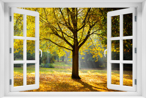 Fototapeta Naklejka Na Ścianę Okno 3D - Baum mit Sonnenstrahl