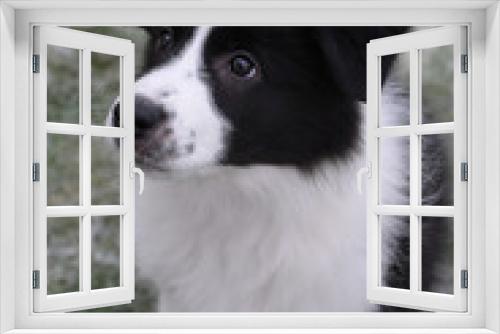 Fototapeta Naklejka Na Ścianę Okno 3D - Puppy of border Collie