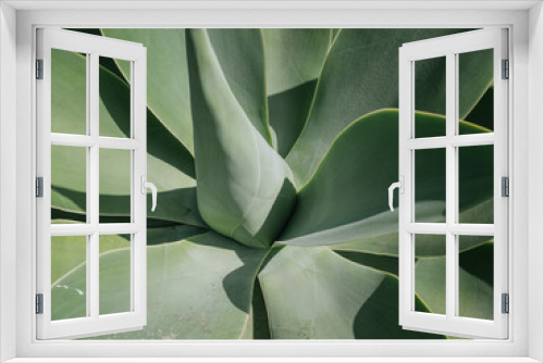 Fototapeta Naklejka Na Ścianę Okno 3D - Agave or maguey is a genus of monocotyledonous plants, usually succulents, belonging to the ancient family Agavaceae