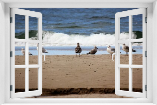 Fototapeta Naklejka Na Ścianę Okno 3D - Adult grey and white herring gulls and young gulls on the beach
