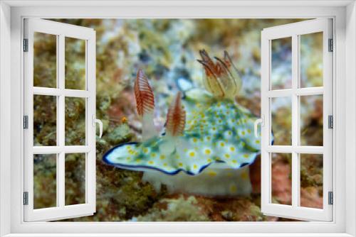 Fototapeta Naklejka Na Ścianę Okno 3D - nudibranch, sea lug