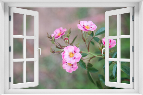 Fototapeta Naklejka Na Ścianę Okno 3D - Rose flowers on blur background.
