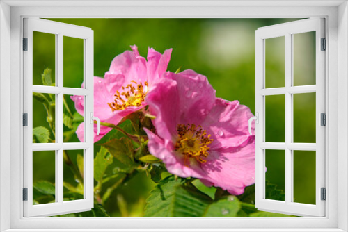 Fototapeta Naklejka Na Ścianę Okno 3D - Blooming pink wild rose after a summer rain.