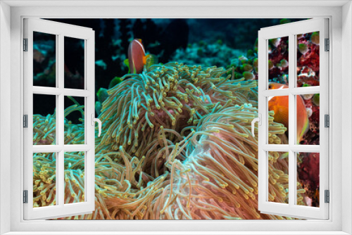 Fototapeta Naklejka Na Ścianę Okno 3D - Clownfish swimming around their anemone
