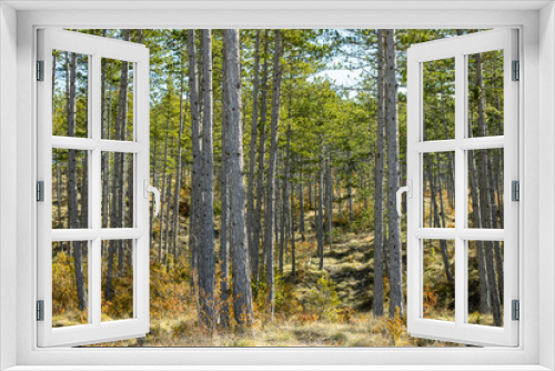 Fototapeta Naklejka Na Ścianę Okno 3D - Pine forest in the Pyrenees 