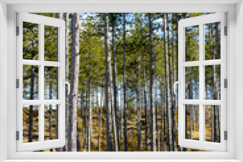 Fototapeta Naklejka Na Ścianę Okno 3D - Pine forest in the Pyrenees 