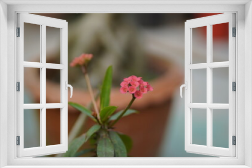 Fototapeta Naklejka Na Ścianę Okno 3D - Uforbia Mili cactus red