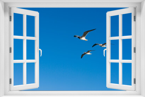 Fototapeta Naklejka Na Ścianę Okno 3D - seagull flying high on the wind. flying gull. Seagull flying on beautiful clear blue sky