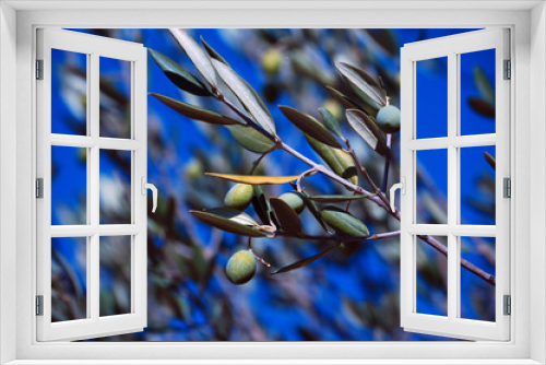 Fototapeta Naklejka Na Ścianę Okno 3D - OLIVES 2