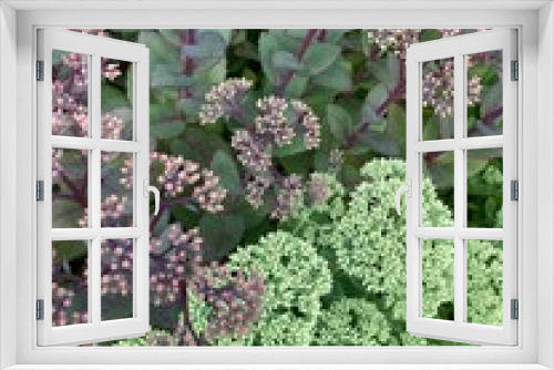 Fototapeta Naklejka Na Ścianę Okno 3D - 花　植物