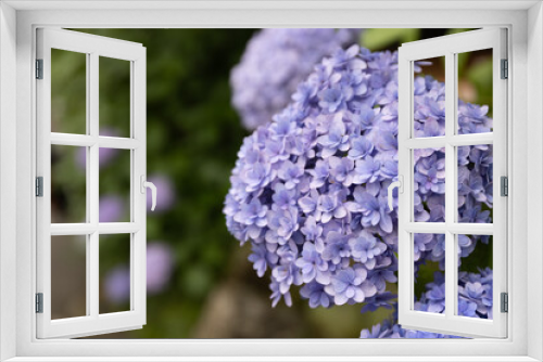 Fototapeta Naklejka Na Ścianę Okno 3D - 紫色の大きな紫陽花