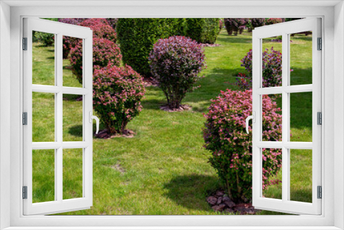 Fototapeta Naklejka Na Ścianę Okno 3D - deciduous bushes with red and green leaves in backyard garden bed with mulch of barck, landscaped park with plants on meadow turf lawn in the summer parkland lit by sun, nobody.