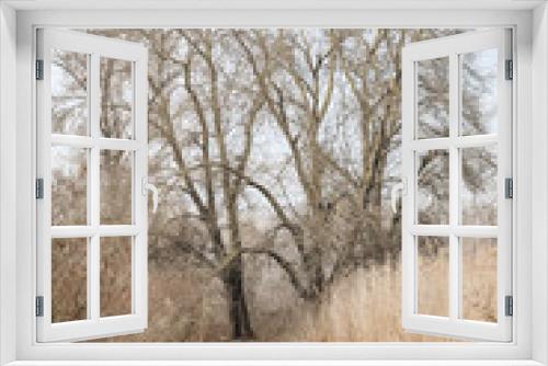 Fototapeta Naklejka Na Ścianę Okno 3D - Wet wetland forest in Petrovaradin, Novi Sad, Serbia.