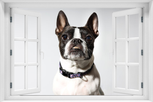 Fototapeta Naklejka Na Ścianę Okno 3D - Portrait of Small Breed Dog