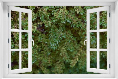 Fototapeta Naklejka Na Ścianę Okno 3D - moss on a tree