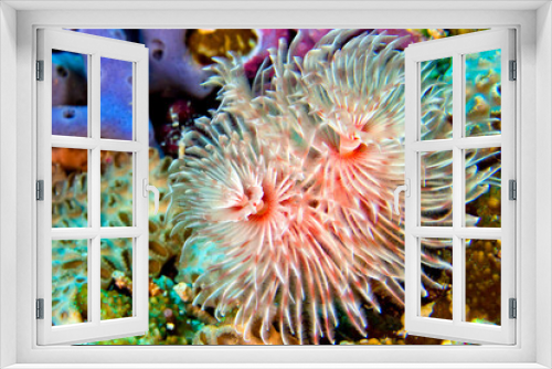 Fototapeta Naklejka Na Ścianę Okno 3D - Feather Duster Worms, Tube Worm, Polychaete, Coral Reef, Bunaken National Marine Park, Bunaken, North Sulawesi, Indonesia, Asia