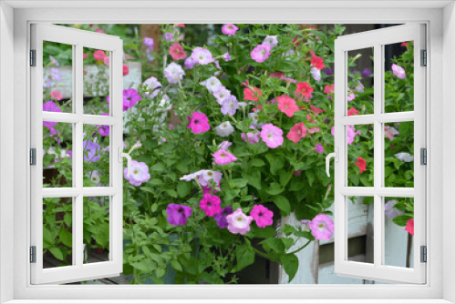 Fototapeta Naklejka Na Ścianę Okno 3D - Summer still life with beautiful petunia flowers in flowerbed outside in the garden.  Vintage botanical background with plants, home hobby still life with gardening objects and nature.