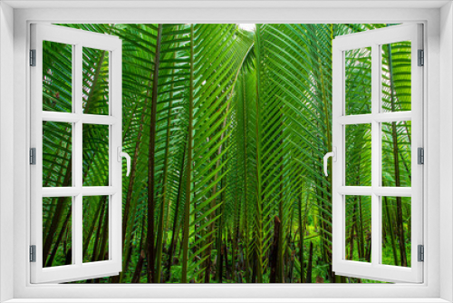 Fototapeta Naklejka Na Ścianę Okno 3D - Rain forest banner background. Green palm leaves in tropical rainforest. Dioon edule Plant, also known as chestnut dioon, palma de la virgen, Cycad palm