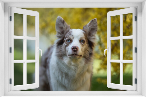 Fototapeta Naklejka Na Ścianę Okno 3D - Marble border collie dog with multicolored eyes among yellow flowers in spring park. Close-up portrait