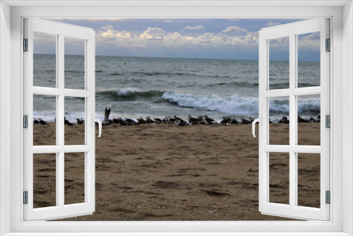 Fototapeta Naklejka Na Ścianę Okno 3D - seagulls at the beach
