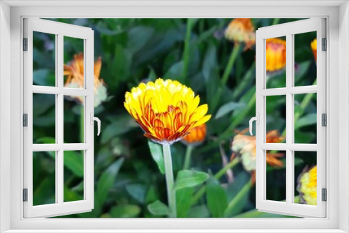 Fototapeta Naklejka Na Ścianę Okno 3D - Spring blooming marigold flower