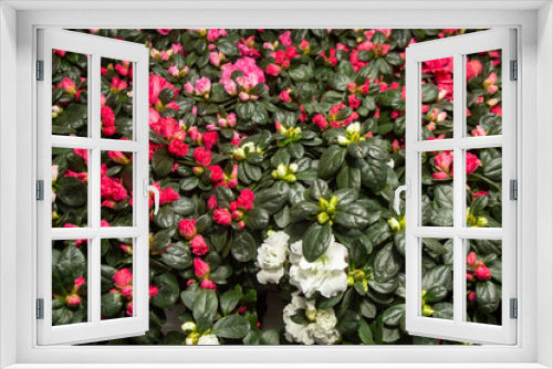 Fototapeta Naklejka Na Ścianę Okno 3D - red little flowers, background texture