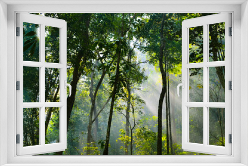 Fototapeta Naklejka Na Ścianę Okno 3D - panorama banner background of tropical forest landscape scene for using in concept of environmental ecology and sustainable energy or Earth day, wild wood scenic using for wallpaper of spa and tourism