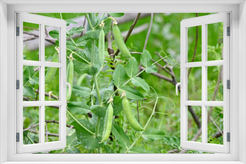 Fototapeta Naklejka Na Ścianę Okno 3D - closeup the bunch ripe green peas with pods and plant growing in the farm over out of focus green brown background.