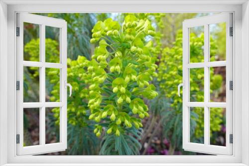 Fototapeta Naklejka Na Ścianę Okno 3D - Euphorbia cyparissias (Cypress Spurge, Graveyard Weed) grows best in dry, well-drained soils in full sun.