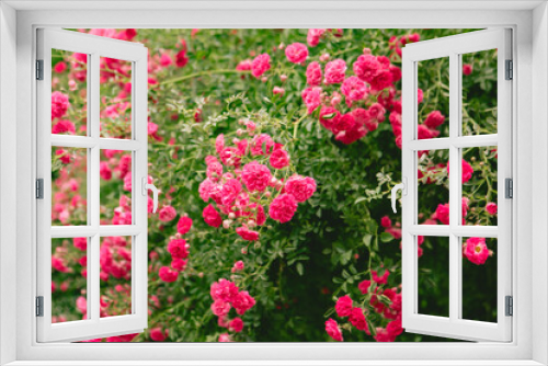 Fototapeta Naklejka Na Ścianę Okno 3D - red roses bushes blooming